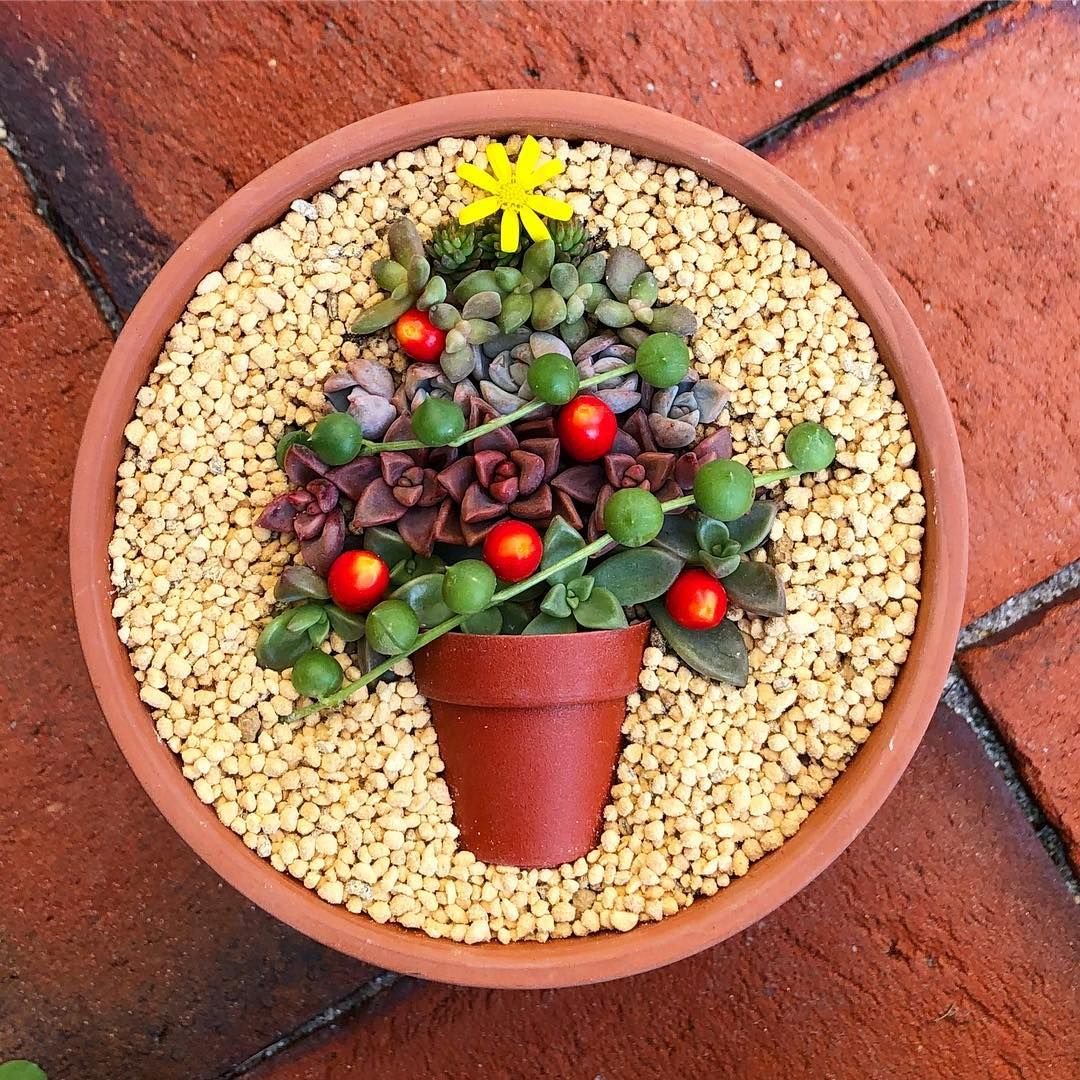 1593461893 674 17 ideias de terrarios de suculentas maravilhosos