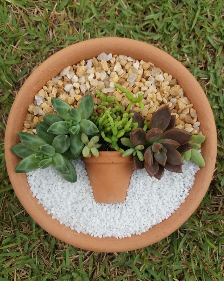 1593461894 119 17 ideias de terrarios de suculentas maravilhosos