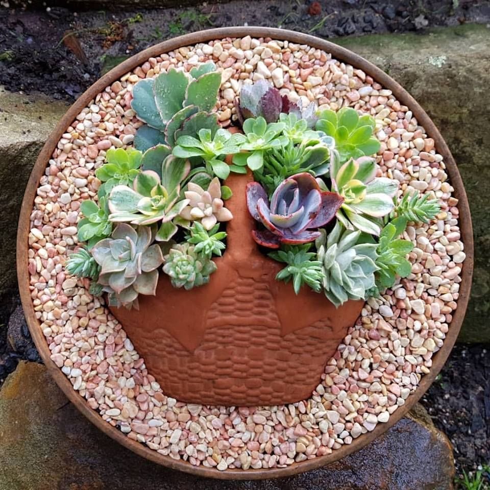 1593461894 205 17 ideias de terrarios de suculentas maravilhosos