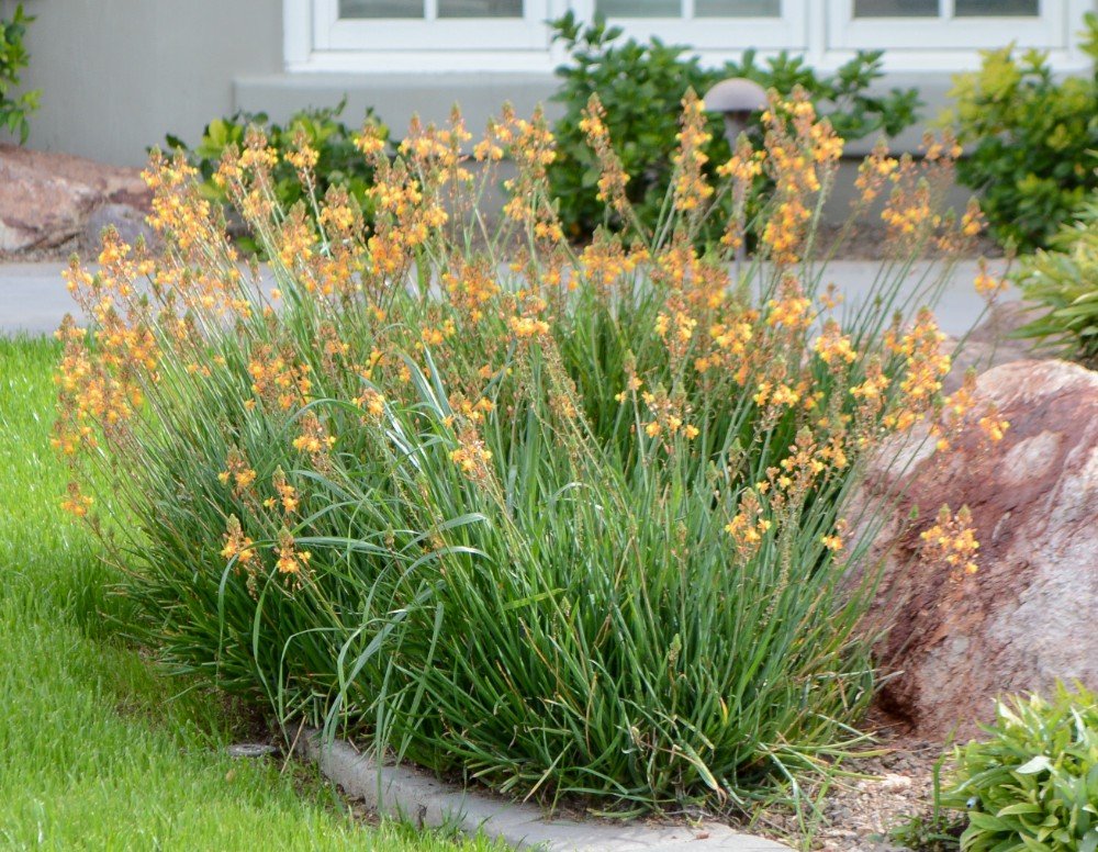 1597849254 197 3 Plantas Resistentes ao Sol