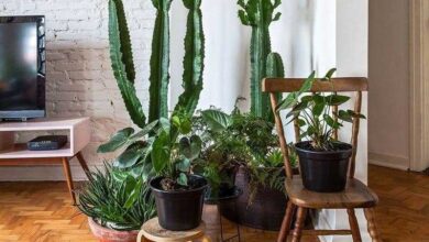 3 Plantas Resistentes ao Sol