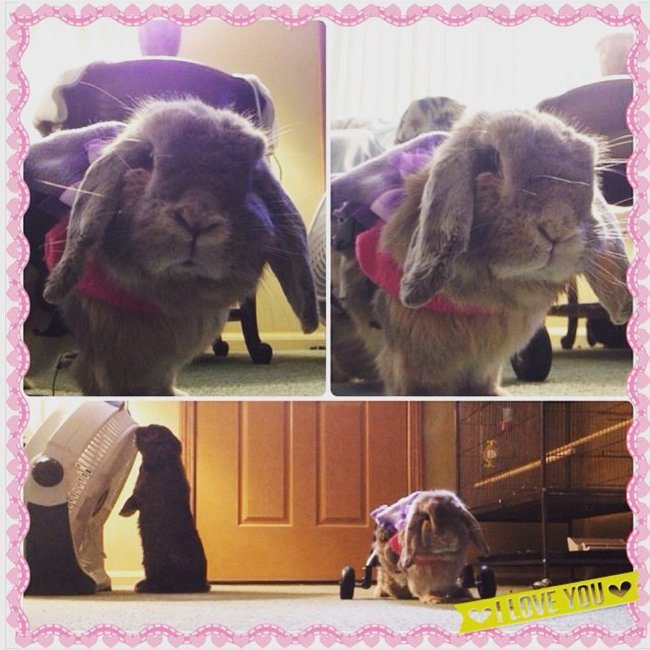 animais-deficientes-6