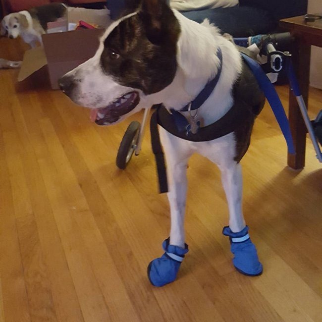 animais-deficientes-7