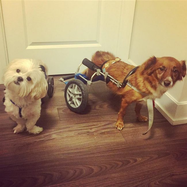 animais-deficientes-11