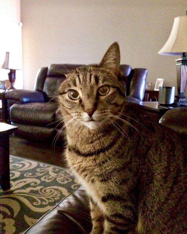 animais-deficientes-15