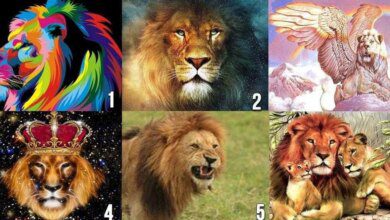 Escolha um leão e descubra que tipo de pessoa você precisa na sua vida.