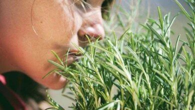 Cheirar alecrim pode melhorar sua memória em 75%, diz estudo