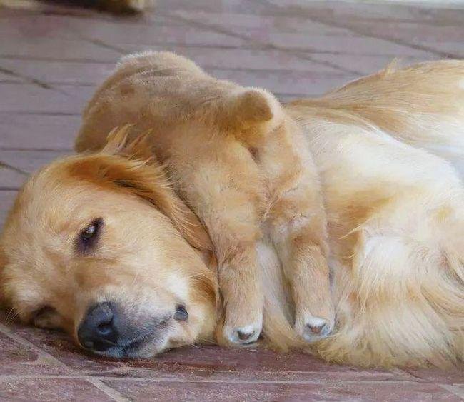 pets-maternidade-6