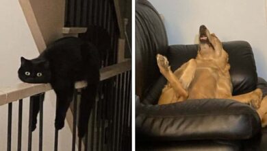 20 Animais que adoram ficar nas posições e nos lugares mais loucos possíveis