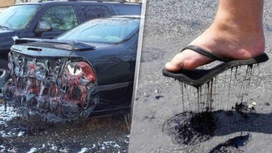 21 fotos mostrando as consequências das ondas de calor