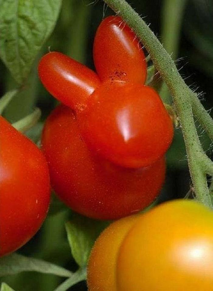 1611023929 663 24 Frutas e legumes que foram modificados pela natureza de