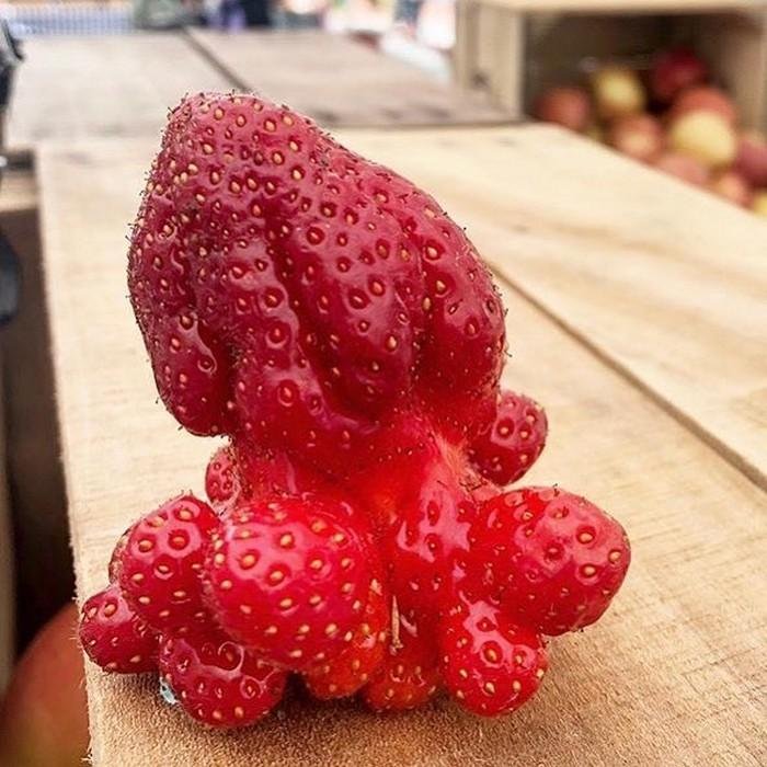 1611023930 355 24 Frutas e legumes que foram modificados pela natureza de