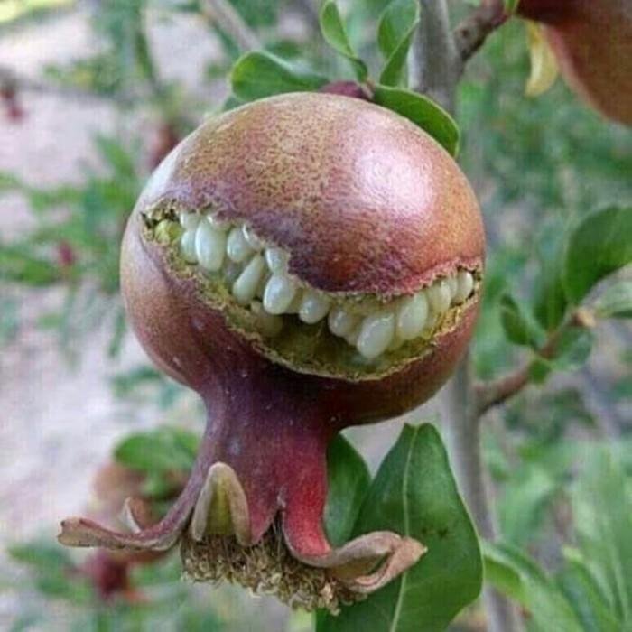 1611023932 125 24 Frutas e legumes que foram modificados pela natureza de