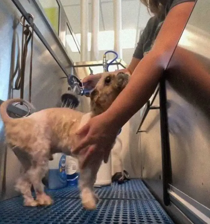 1624314518 11 Cao abandonado que estava escondido debaixo do pelo emaranhado tem