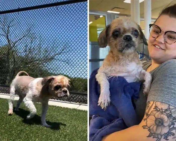 1624314519 548 Cao abandonado que estava escondido debaixo do pelo emaranhado tem