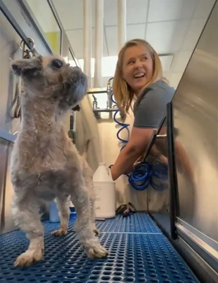 1624314517 865 Cao abandonado que estava escondido debaixo do pelo emaranhado tem