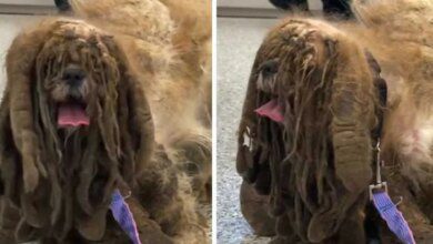 Cão abandonado que estava “escondido” debaixo do pelo emaranhado tem sua vida renovada