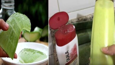 Shampoo de babosa: fortalece os fios e proporciona brilho e maciez aos cabelos