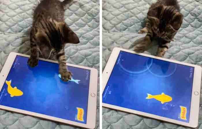 1651785810 617 22 fotos provando que alguns animais se comportam de formas
