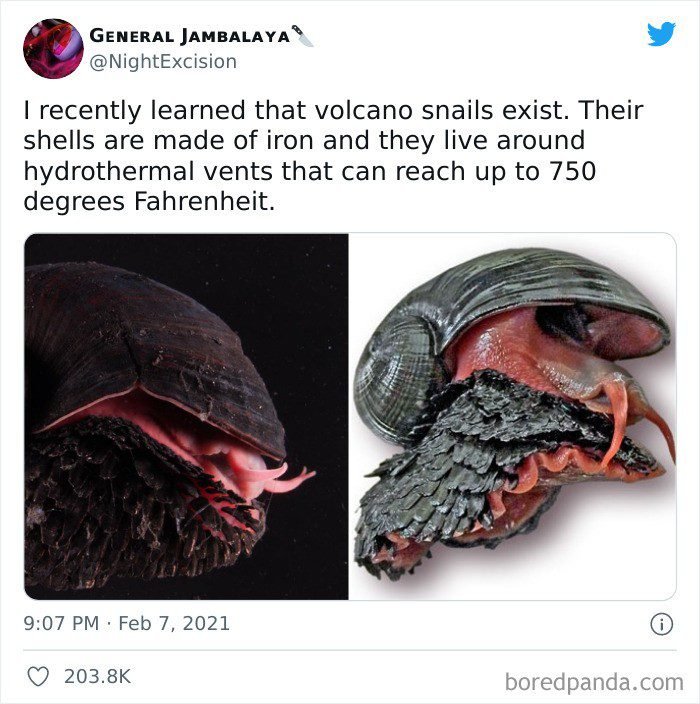 1651787825 817 22 Vezes em que a natureza deixou seu lado bizarro