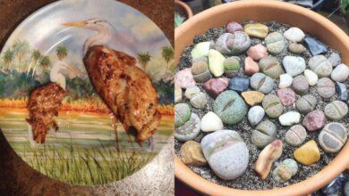 18 imagens que representam muito bem a palavra perfeição de diferentes maneiras