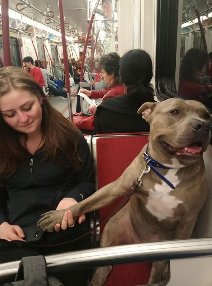 1616597272 171 26 vezes que os animais tiveram que viajar e se