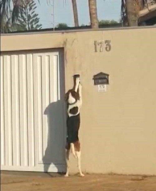 1628105059 591 Cao e flagrado tocando a campainha da sua casa para