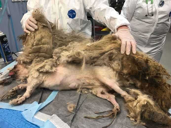 1588730398 824 Cachorro resgatado tem 9 quilos de pelo emaranhado removido e