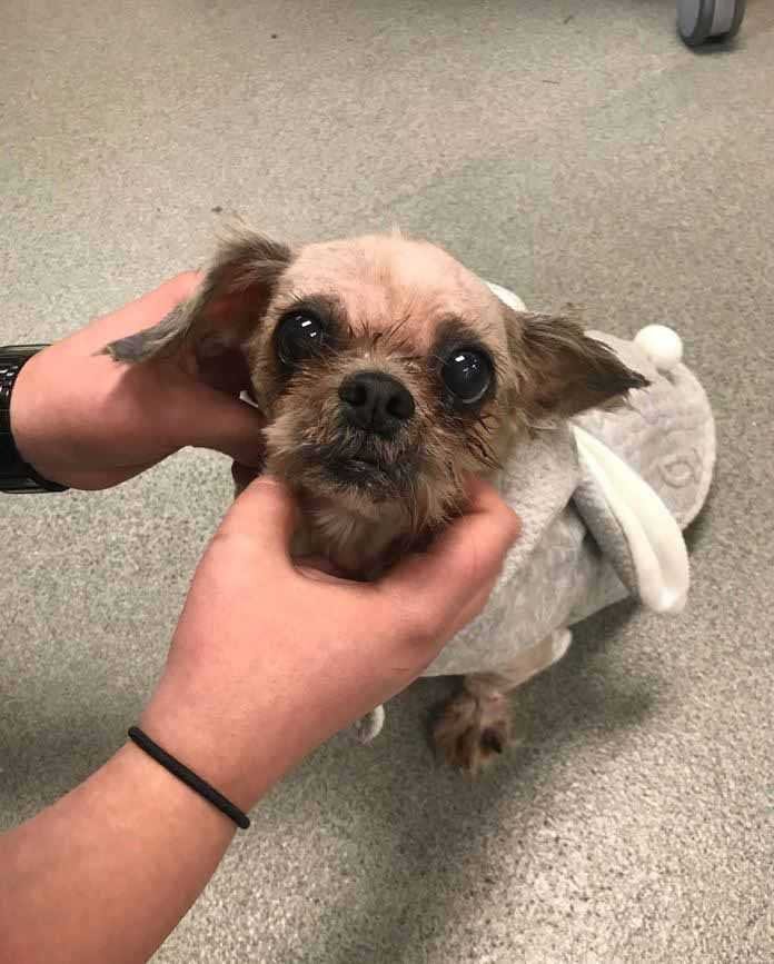 1588730401 88 Cachorro resgatado tem 9 quilos de pelo emaranhado removido e