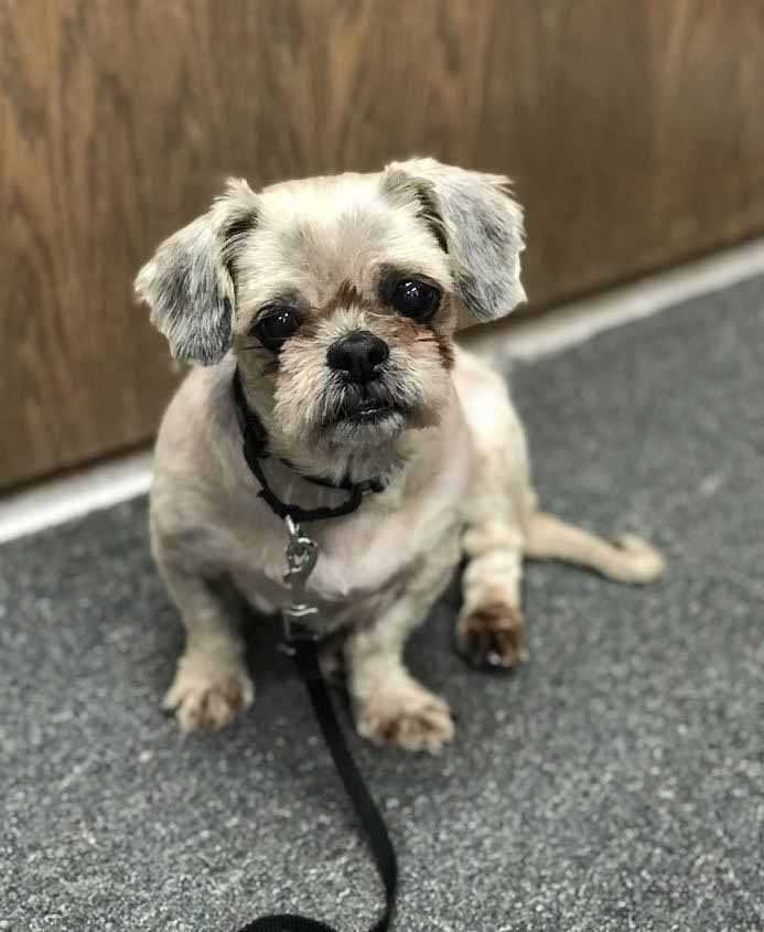 1588730402 892 Cachorro resgatado tem 9 quilos de pelo emaranhado removido e