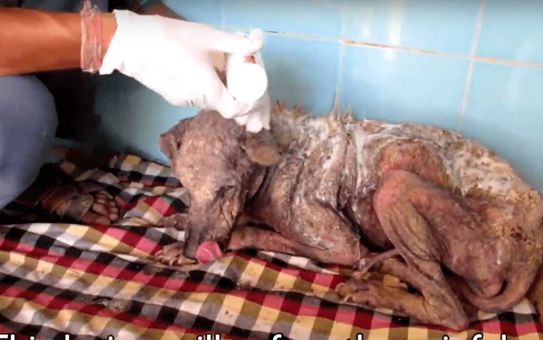 1588730406 808 Cachorro resgatado tem 9 quilos de pelo emaranhado removido e