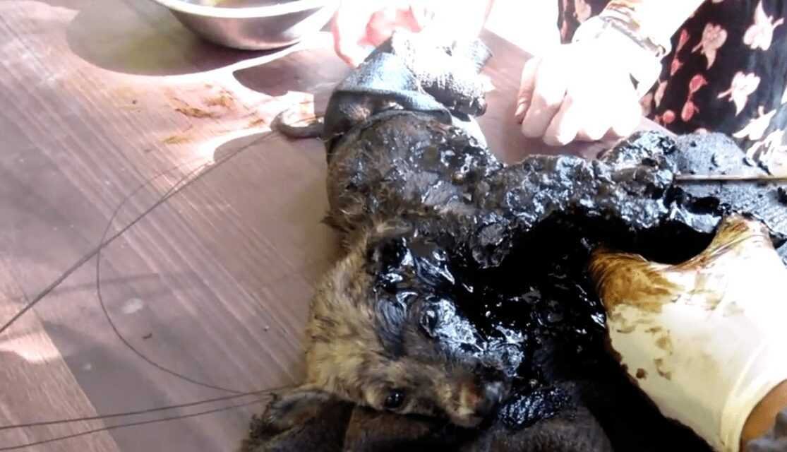 1588730409 806 Cachorro resgatado tem 9 quilos de pelo emaranhado removido e