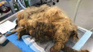 Cachorro resgatado tem 9 quilos de pelo emaranhado removido e uma recuperação milagrosa