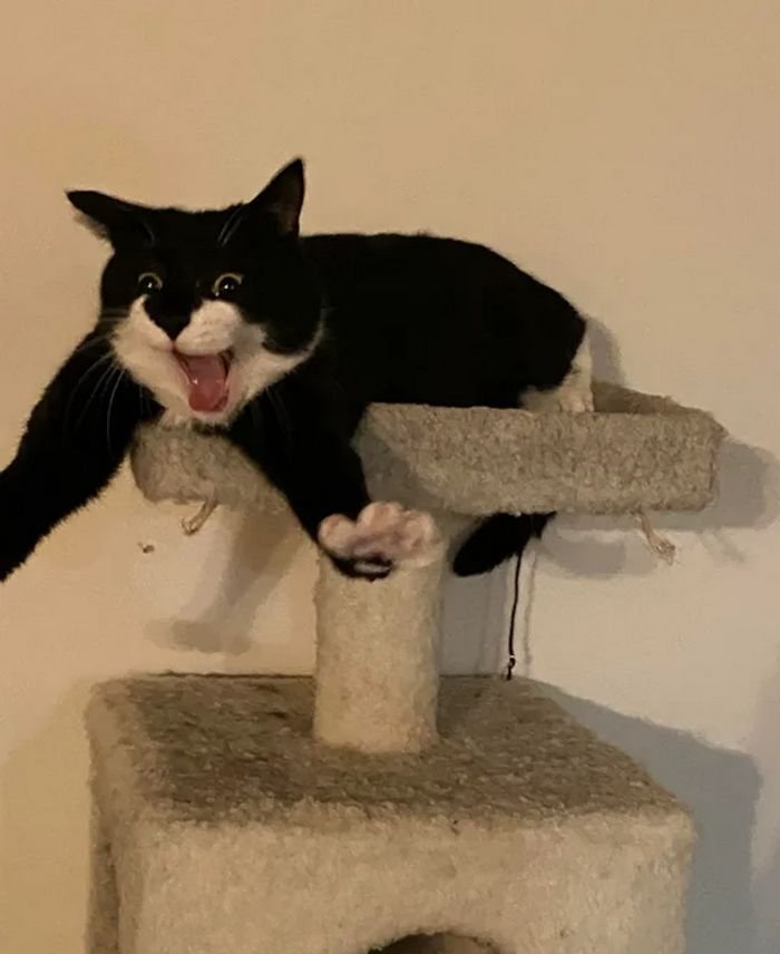 20 animais parecem crianças inocentes 3 20 animais parecem crianças inocentes 3