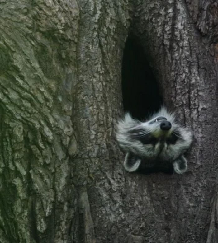 20 animais parecem crianças inocentes 6 20 animais parecem crianças inocentes 6