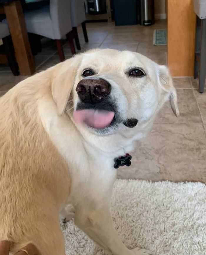 20 animais parecem crianças inocentes 11 20 animais parecem crianças inocentes 11