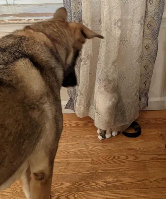 20 animais parecem crianças inocentes 12 20 animais parecem crianças inocentes 12