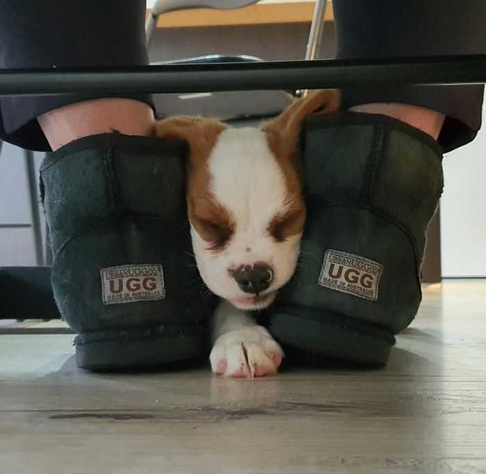 20 animais parecem crianças inocentes 14 20 animais parecem crianças inocentes 14