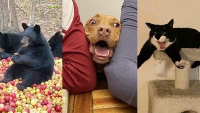 20 animais que parecem crianças inocentes