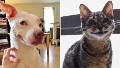 23 animais que tentaram dar um sorriso na hora da foto