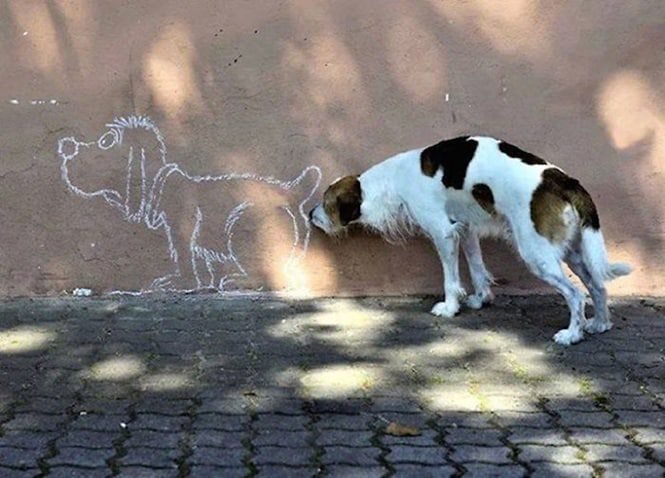 25 Fotos incríveis tiradas no melhor momento