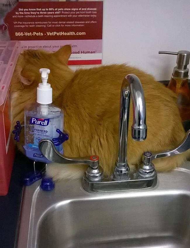 2-25-gatos-devastados-ao-descobrirem-que-estao-no-veterinario