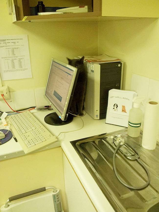 3-25-gatos-devastados-ao-descobrirem-que-estao-no-veterinario