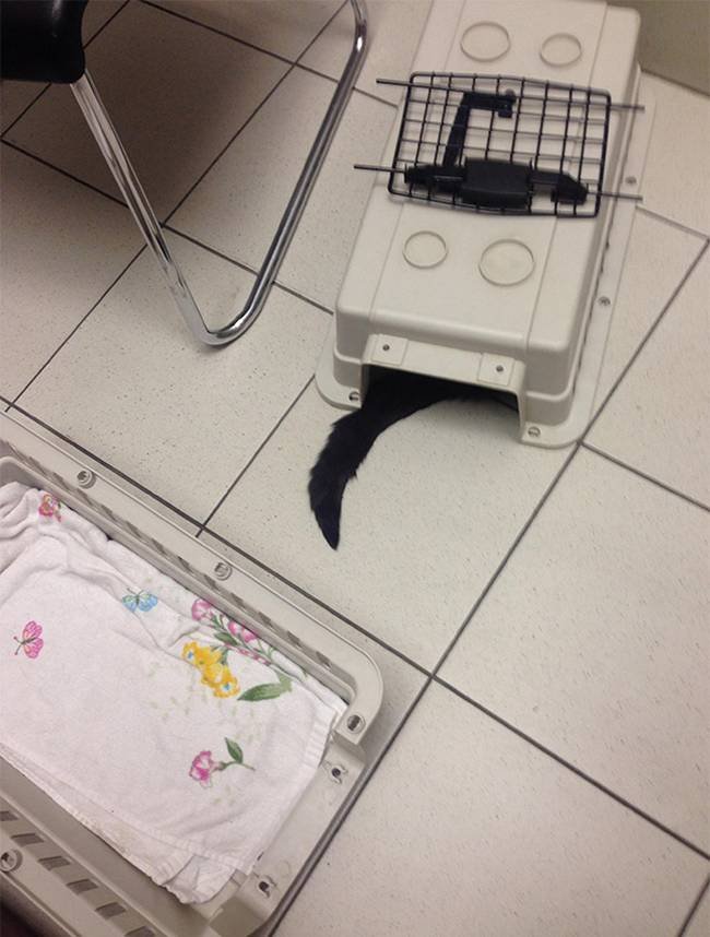 25 Gatos assustados ao descobrirem que estão no veterinário 1aa