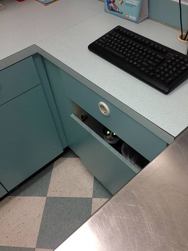 12-25-gatos-devastados-ao-descobrirem-que-estao-no-veterinario