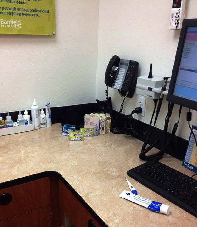 16-25-gatos-devastados-ao-descobrirem-que-estao-no-veterinario