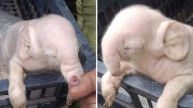 Leitão nasce com orelhas e tromba de elefante e choca moradores