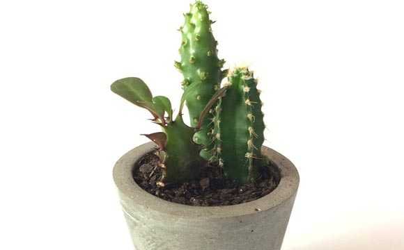 Como fazer vaso de cimento com cactos