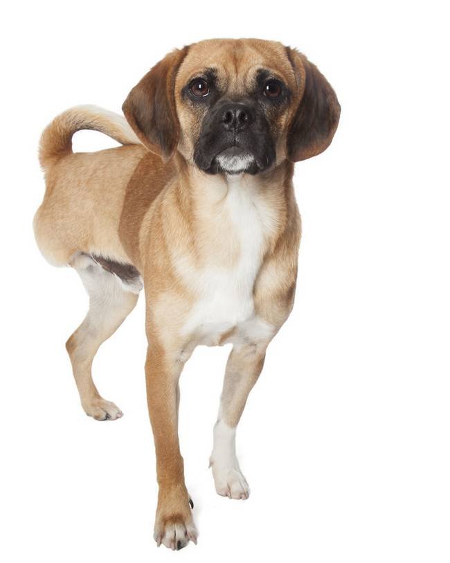 ensaio mostra a beleza de animais doentes e deficientes sa