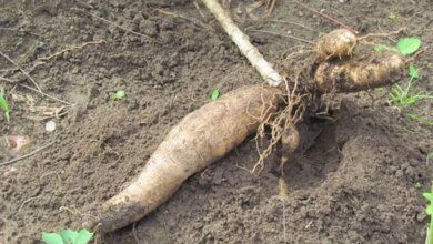 Como plantar macaxeira, mandioca ou aipim